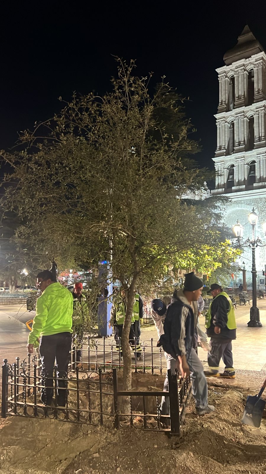 Sustituyen árboles en Plaza de Armas