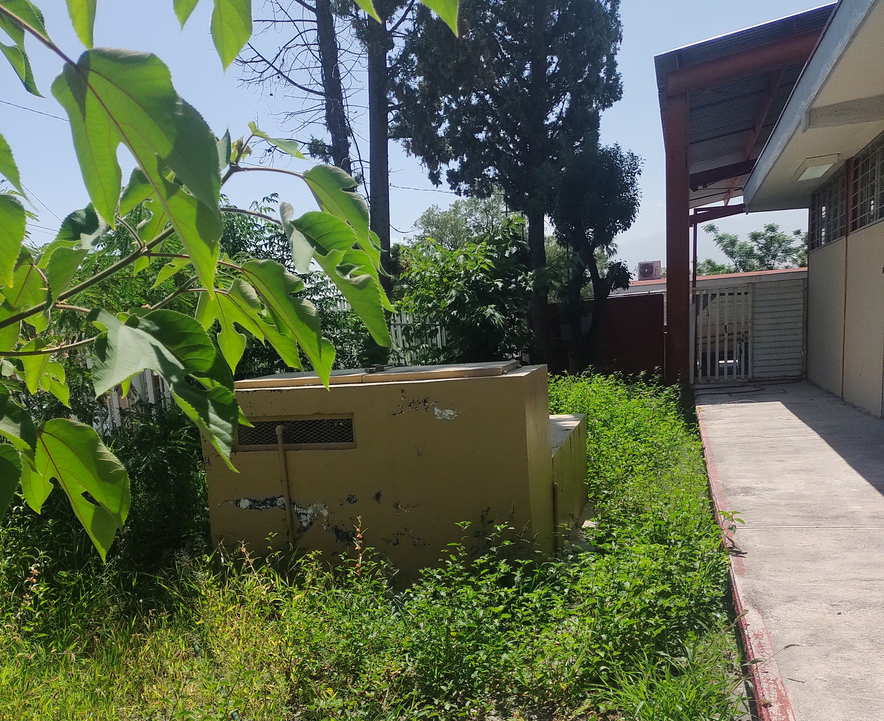 Convirtió la lluvia a escuelas en junglas 