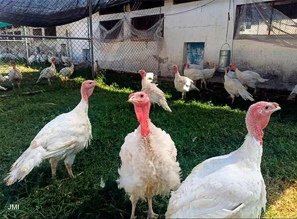 Bajo consumo de pavo en México