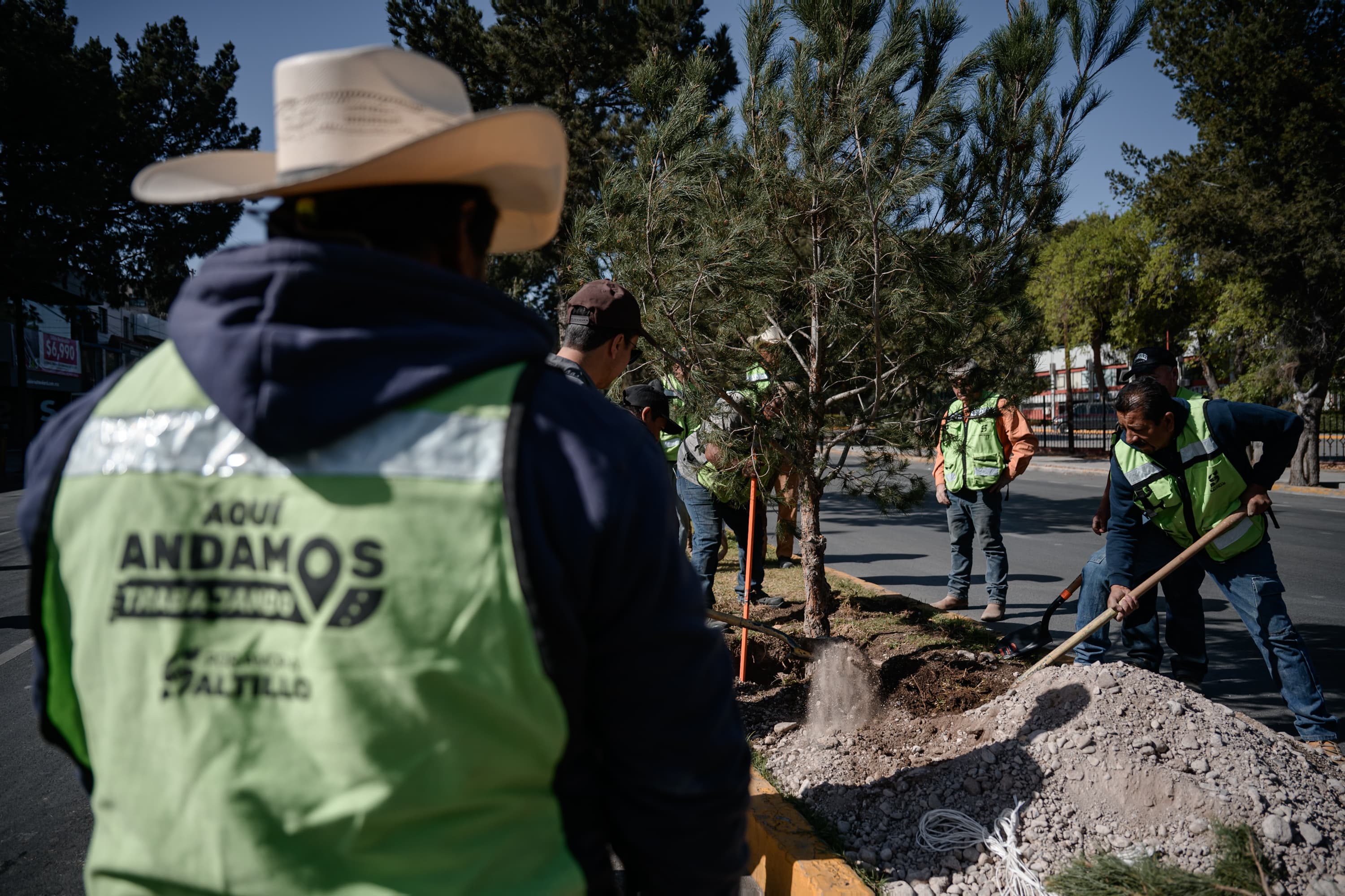 Plantan pinos en V. Carranza; embellecen imagen urbana de Saltillo