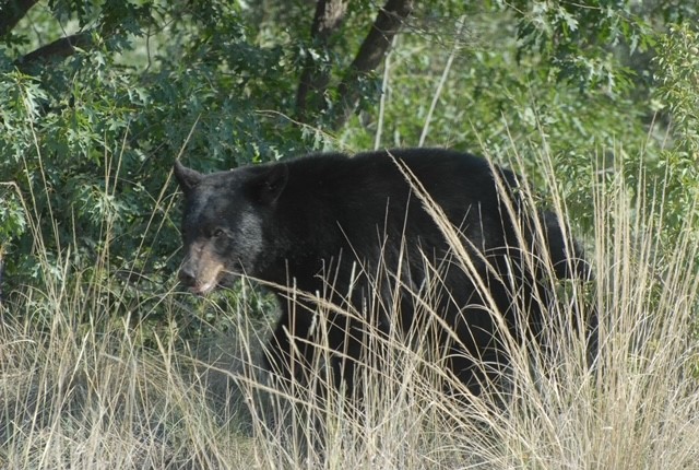 Llaman a reportar avistamientos de oso negro 